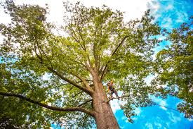 Best Tree Mulching  in Shaker Heights, OH