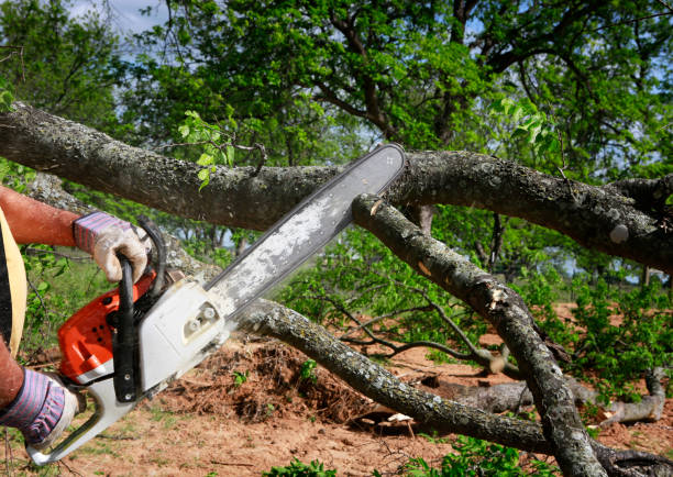 How Our Tree Care Process Works  in  Shaker Heights, OH